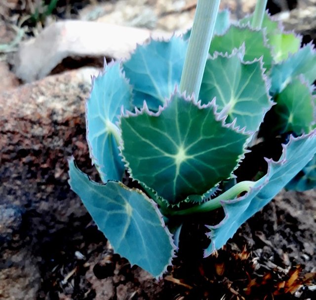false nasturtium leaves.jpg