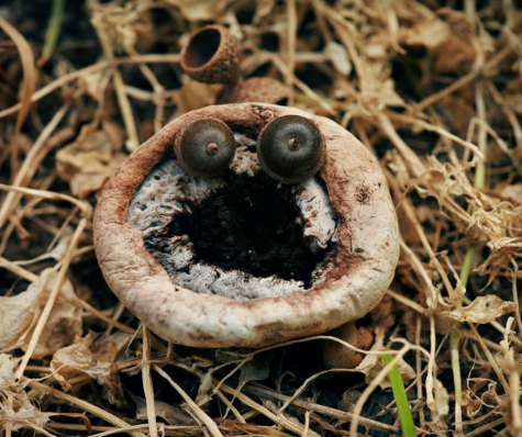shrooms have googly eyes too... by @qwerrie