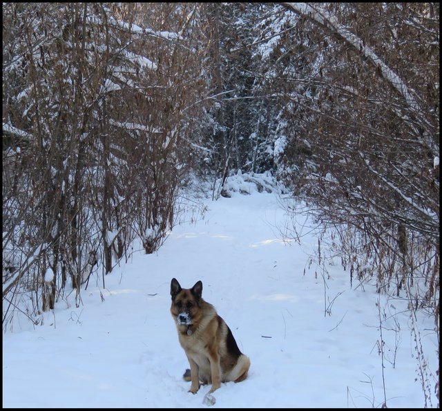 Bruno sitting in front of snowy willow lane.JPG