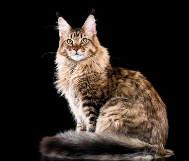 maine-coon-cat-breed.jpg