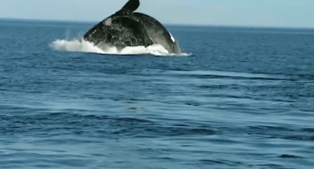 02.-Whales in Patagonia-1.jpg