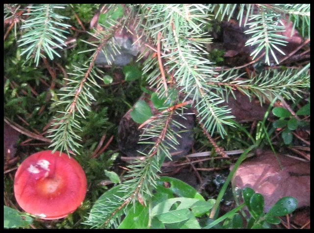 red mushroom hiding under bough of spruce.JPG