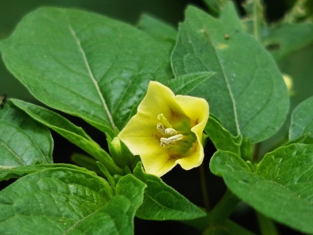 flowers (1).jpg