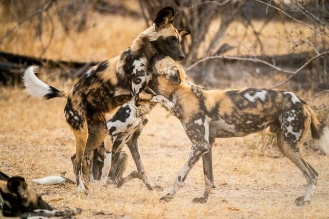 Best Reasons Why African Safari Tanzania Is a Must-Do.jpg