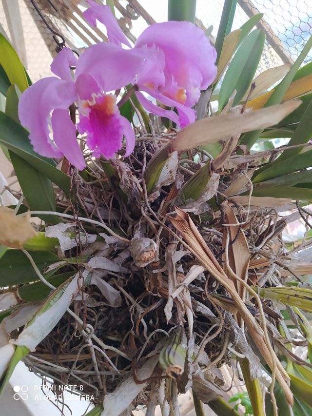 Orquídea flor de mayo — Steemit