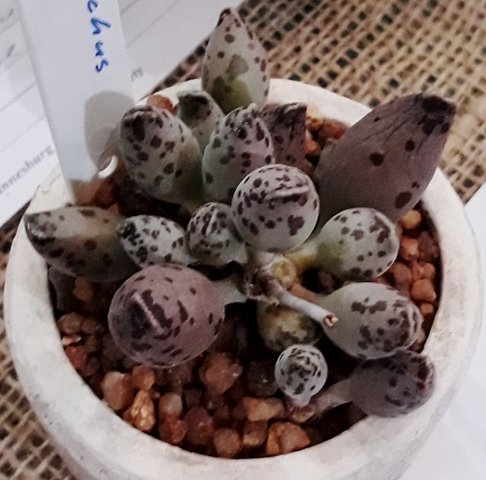 adromischus cooperi.jpg