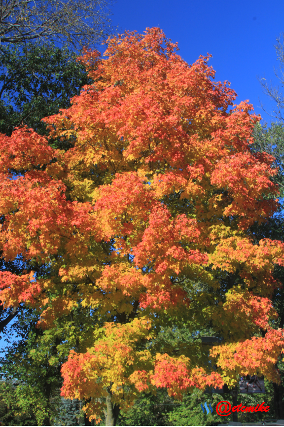 fall colors tree leaves landscape Fall171.png