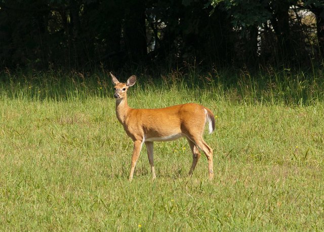 pexels-jim-fawns-756758.jpg