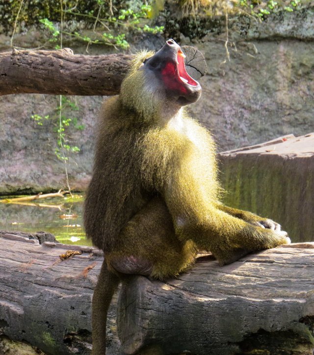 monkey-1334693_1920.jpg