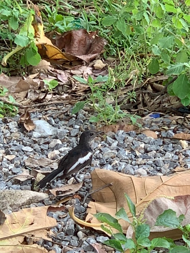 bird6.jpg