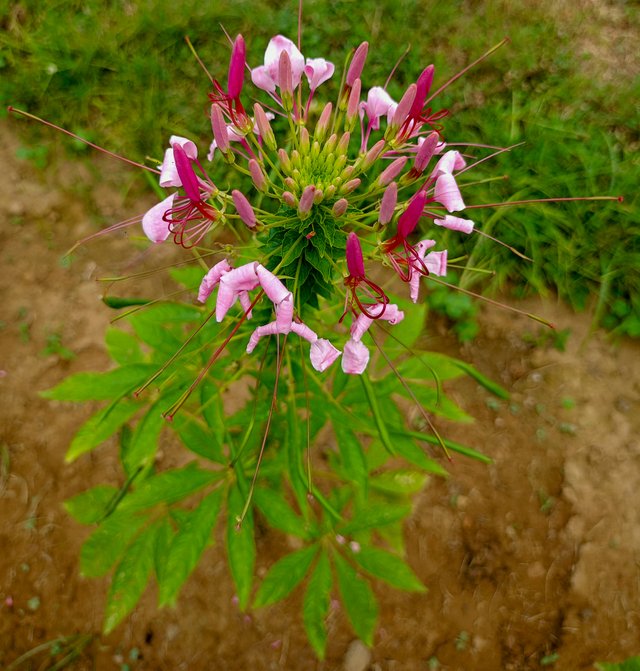 IMG20250404142335.jpg