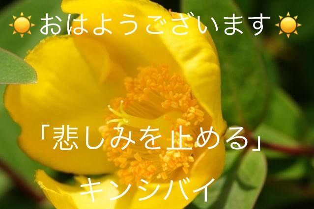 キンシバイの花言葉 Steemzzang