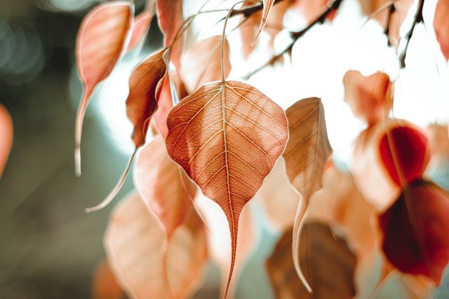 bo-leaf-5351180_1280.jpg