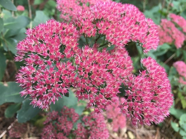 Sedum Autumn Joy Follow up 1.JPG