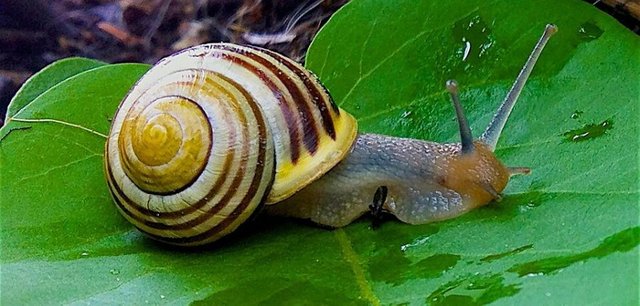 58f734f3f38a6-snail-1124028-960-720.jpg