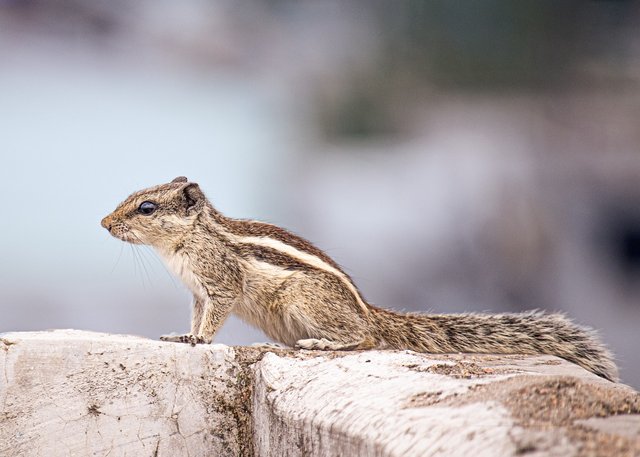 squirrel-6530649_1280.jpg