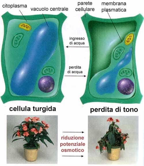 riduzione-potenziale-osmotico-cellule-veotenziale osmoticogetali.jpg