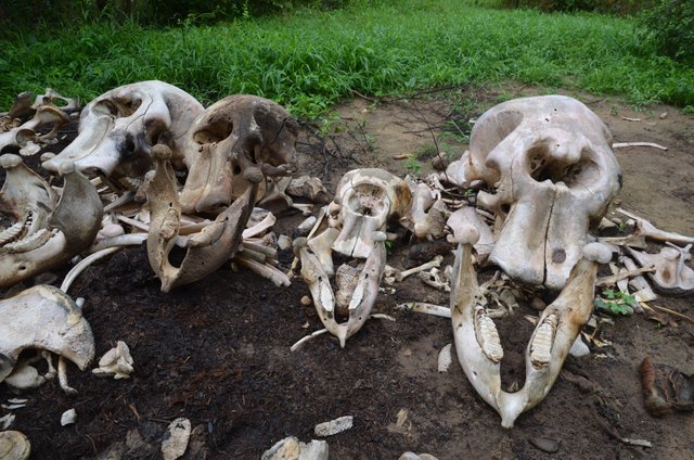 1.12 Elephant skulls 3 Chad - Save-elephants.org.jpg