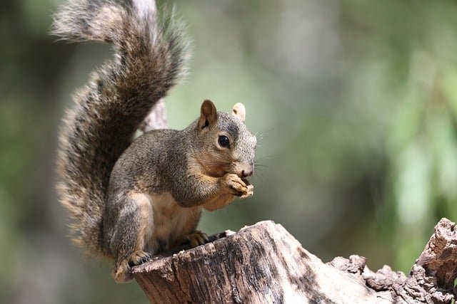 squirrel-8292537_640.jpg