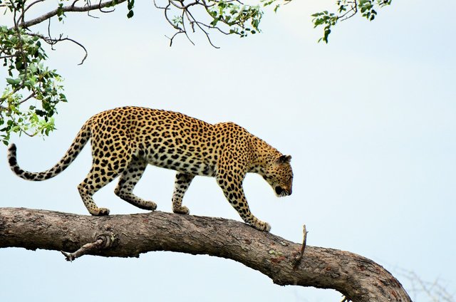 leopard-4175794_1280.jpg