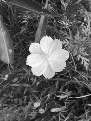 Flor silvestre blanco y negro.png