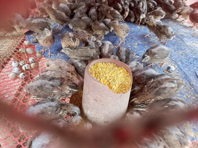 IMG20250409170125.jpg