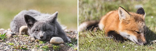 crimsonclad-foxes4.jpg