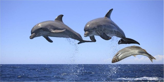 PhotoMaton Delfines.jpg