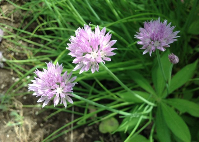 chive flowers.JPG