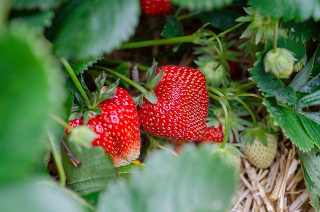 strawberries-7323943_1280.jpg