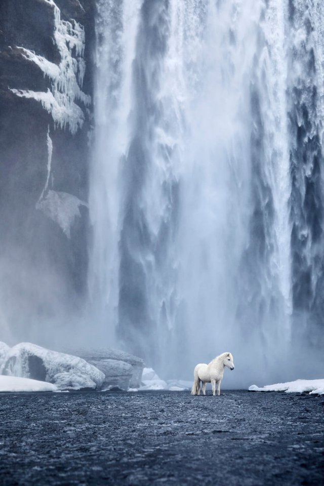 animal-photography-icelandic-horses-in-the-realm-of-legends-drew-doggett-8-5b5afbdc86a27__880.jpg