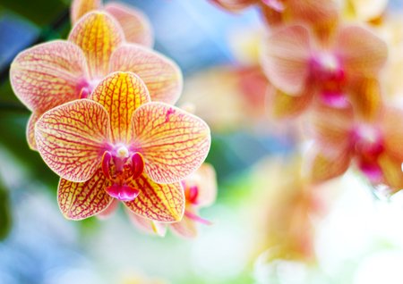 52802383-beautiful-orchids.jpg