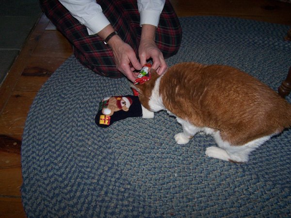 Bryde with stocking1 crop Christmas 2019.jpg