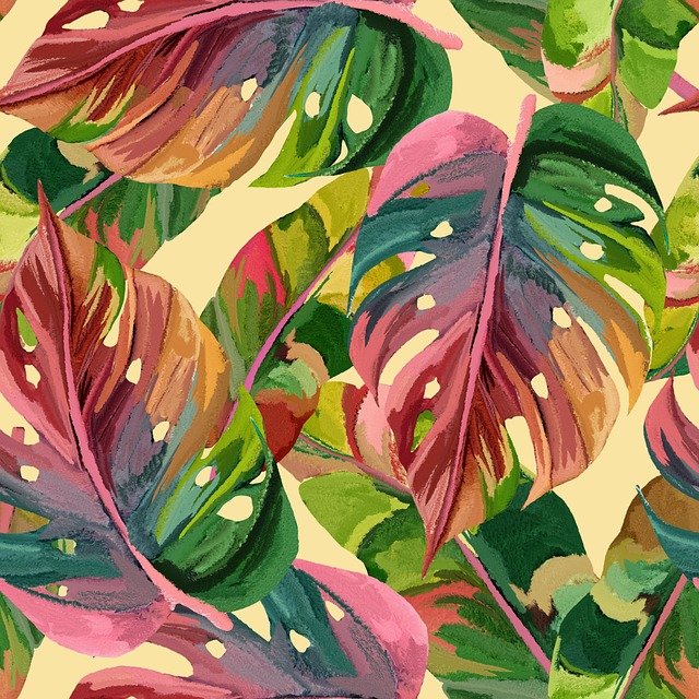 monstera-8477880_640.jpg