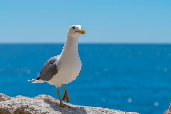 canva-european-herring-gull--MAC4oPEYqBY.jpg