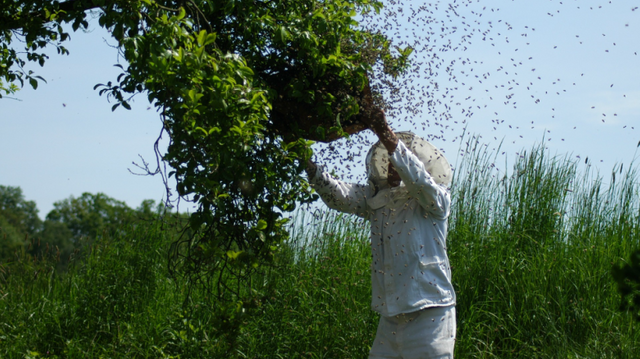 man takes bees to a hive