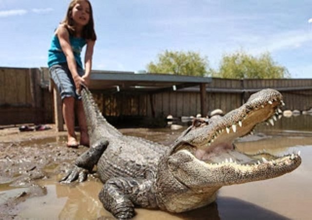 girl-pulling-crocodile-funny-dangerous-image-ba5h9ti.jpg