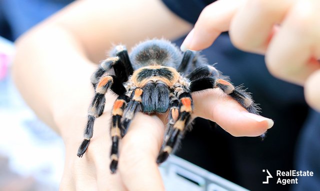 tarantula-cool-pets-to-own.jpg