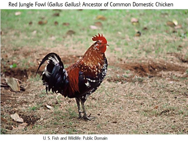 Gallus_gallus red jungle fowl us fish and wildlife public.jpg