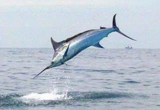 blue marlin jumping.jpg