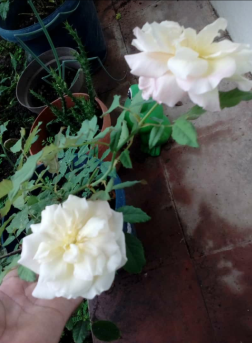 Rosas Blancas.PNG