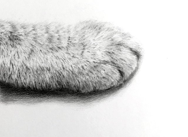 cat-paw-pencil-drawing.jpg