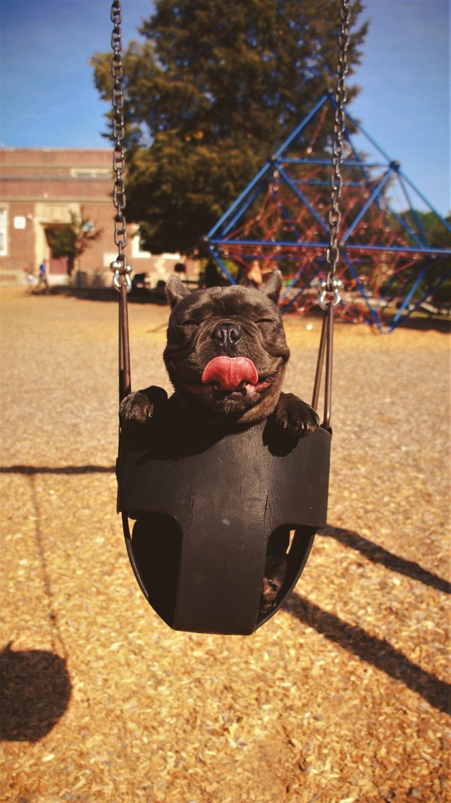 Smiling doggy swing-Portland, United States.jpeg