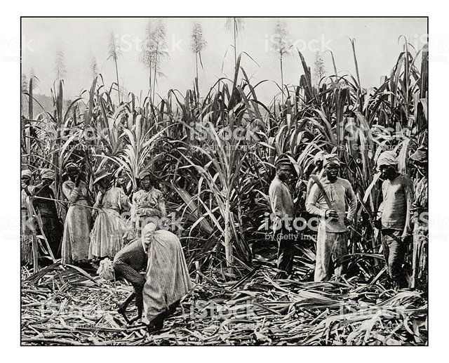 antique-photograph-of-cane-cutters-in-jamaica-picture-id626850946.jpg