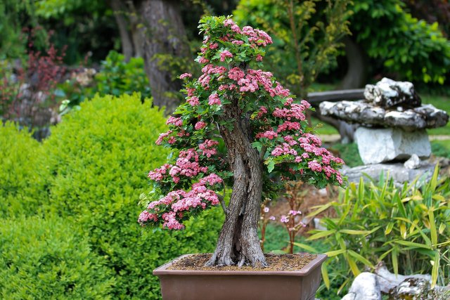 bonsai-3125717_1920.jpg