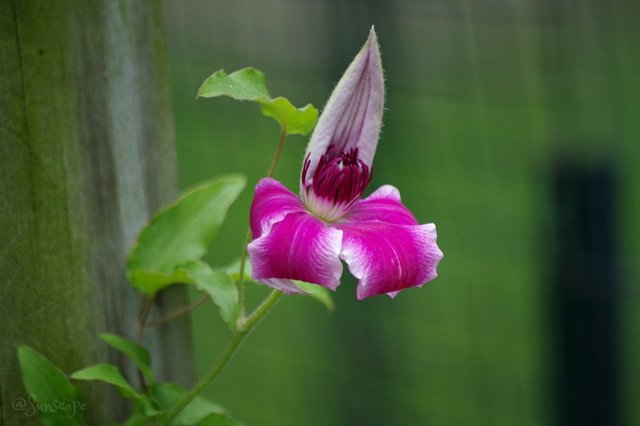 pinkflowerday petals sunscape.jpg