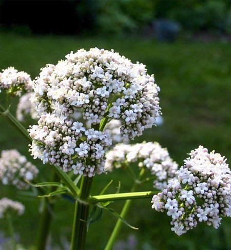 plantas-medicinales-valeriana.jpg