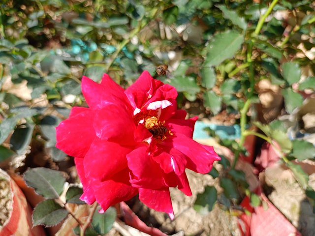 IMG20250116124515.jpg