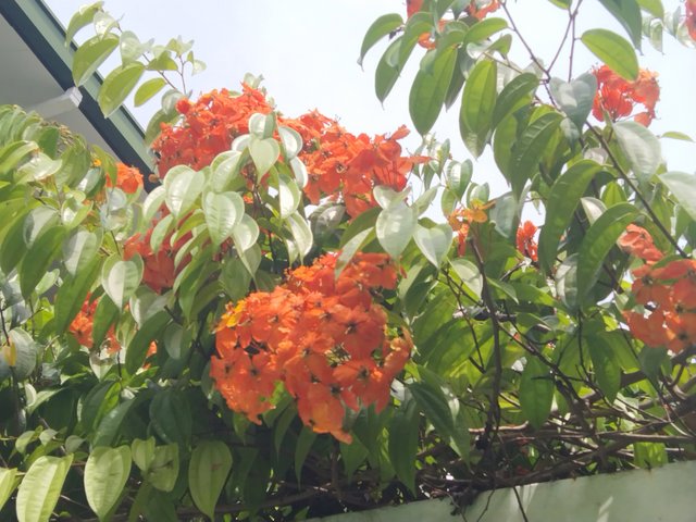 IMG_20250601_122409.jpg