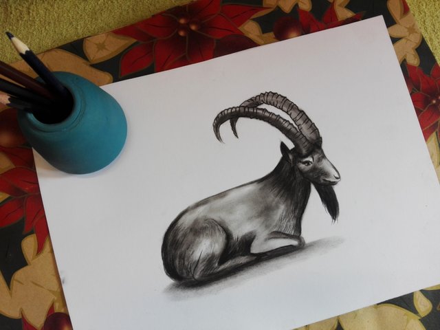 goat(12).jpg